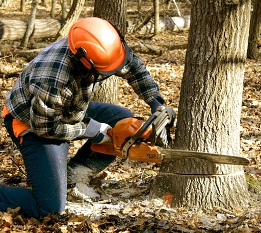 Tree Removal in Upper Black Eddy, PA